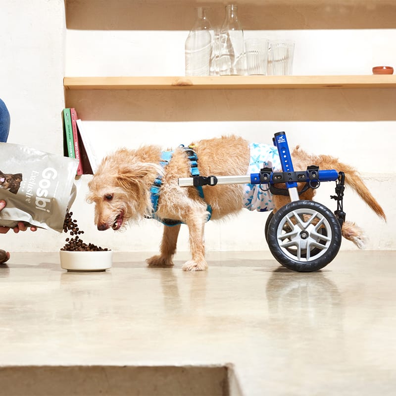 Exclusive Dog Senior Mini Chicken
